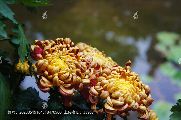 金絲皇菊