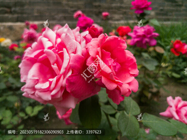 夏天盛開的月季花