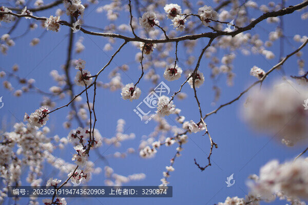 春天桃花盛開