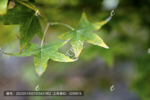 秋天樹上綠色的楓葉