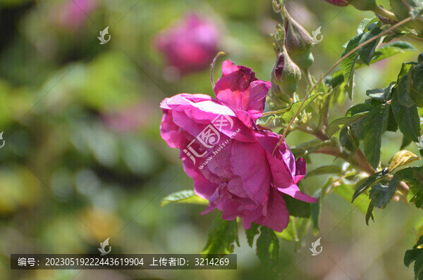 玫瑰花特寫