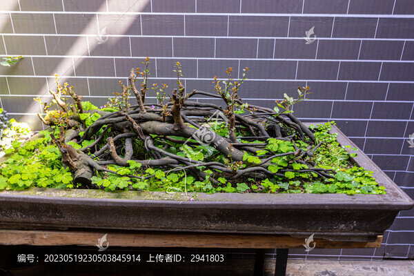 盆景栽培