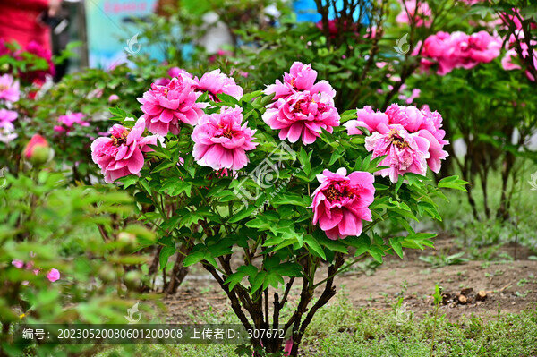 牡丹花
