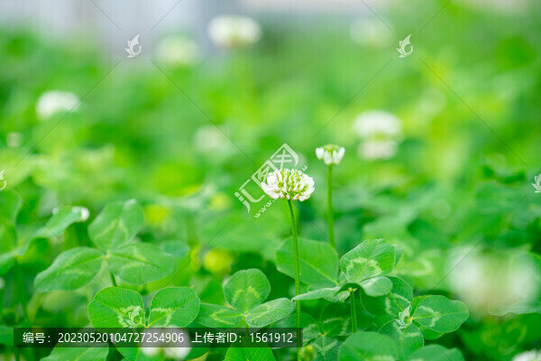 綠色護(hù)眼三葉草花