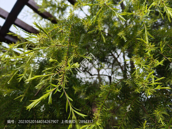 湖南省植物園綠植