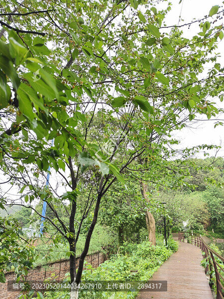 湖南省植物園綠道