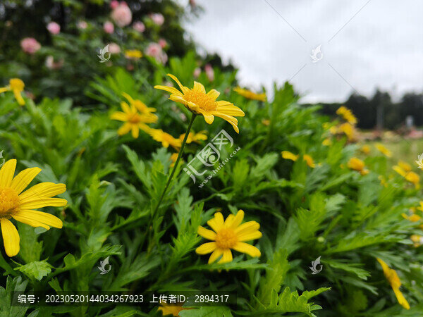湖南省植物園菊花