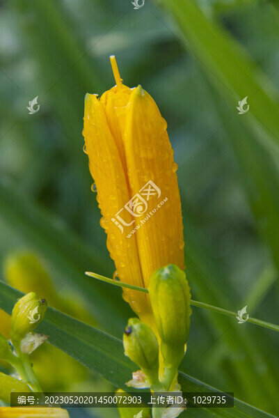 萱草花