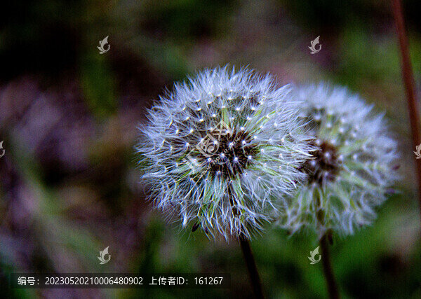 五月蒲公英