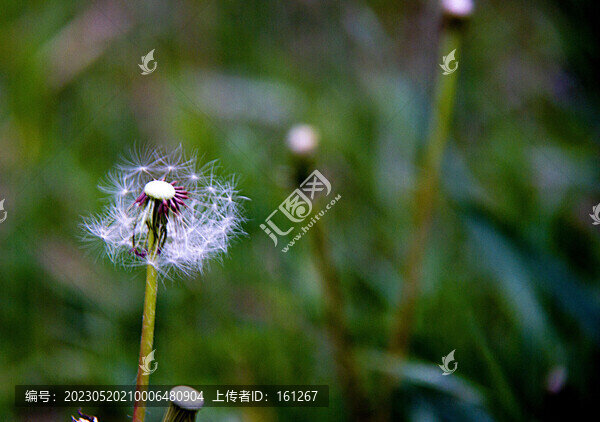 五月蒲公英