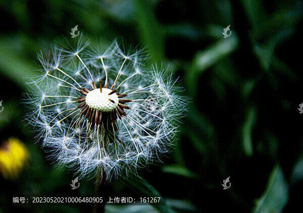 五月蒲公英