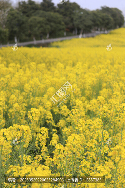 朱鹮梨園油菜花