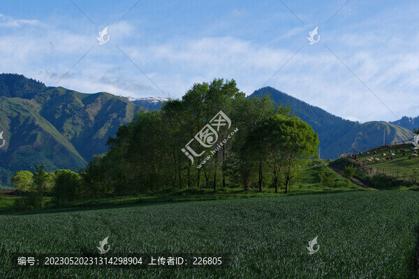 田野