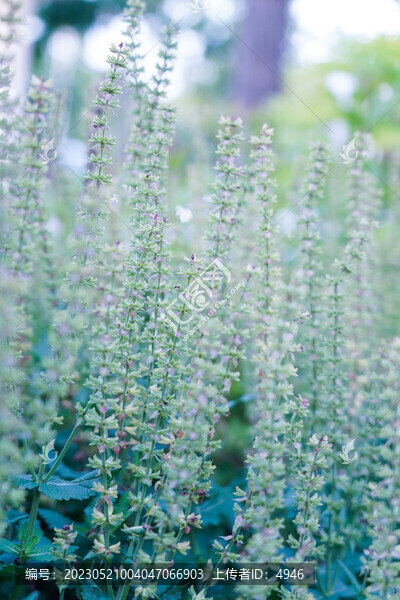 唯美花卉