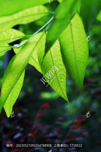 綠葉背景素材