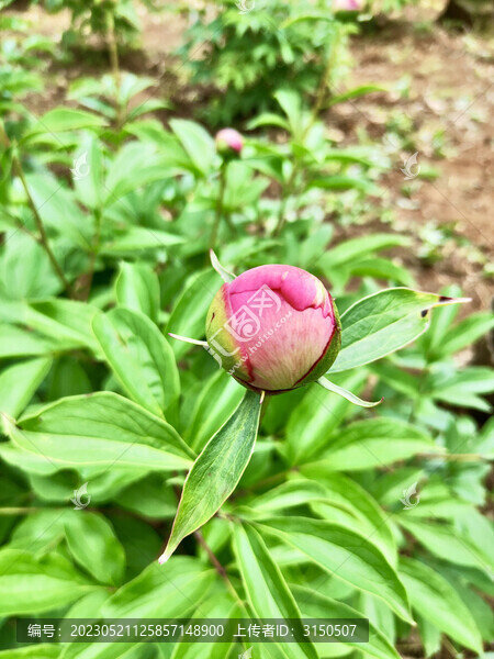 芍藥