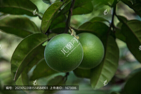 橘紅