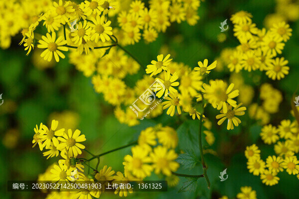 小菊花