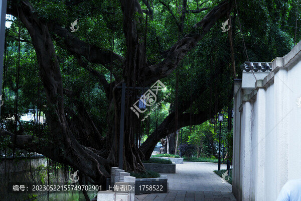 大榕樹