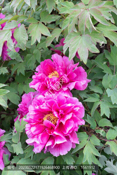 洛陽(yáng)牡丹花