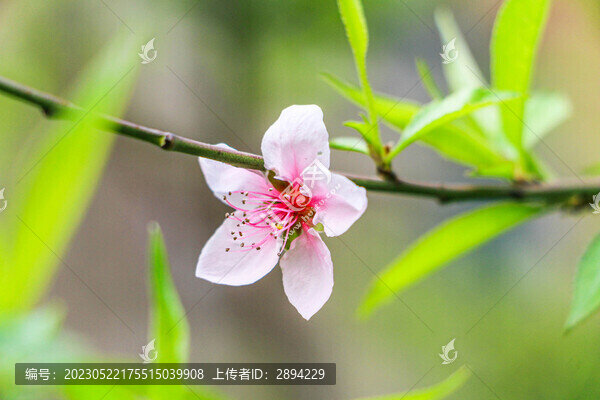 桃花特寫