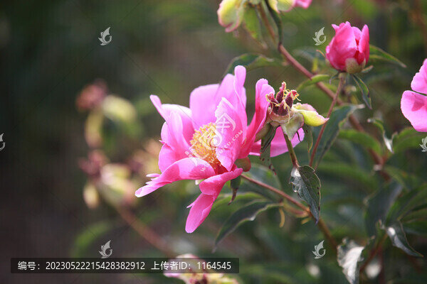 芍藥花