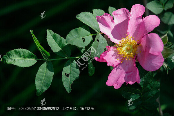 繅絲花