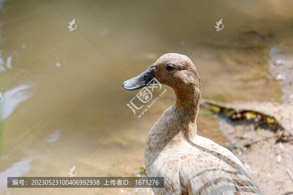 麻鴨