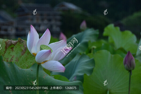程陽(yáng)八寨三江侗寨