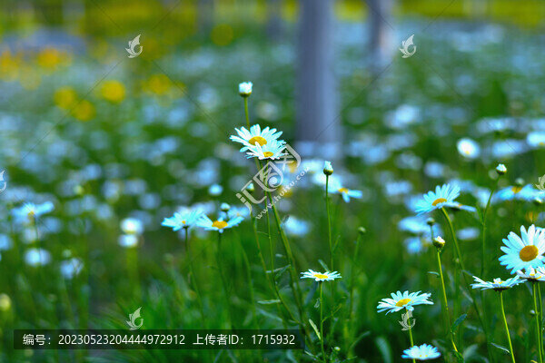 雛菊菊花