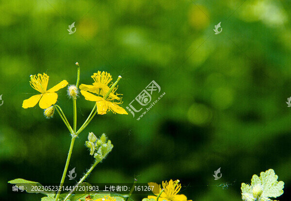 黃海棠花