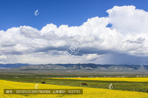 青海湖夏日風(fēng)景