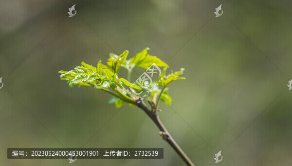 嫩芽