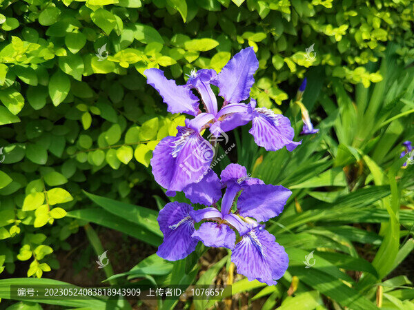 蝴蝶花