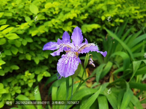 蝴蝶花