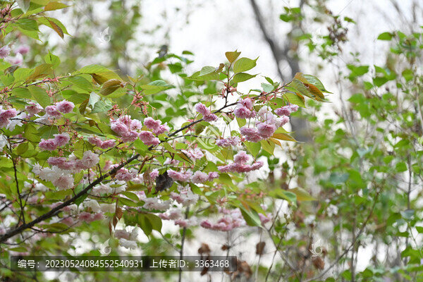 櫻花