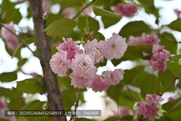 櫻花