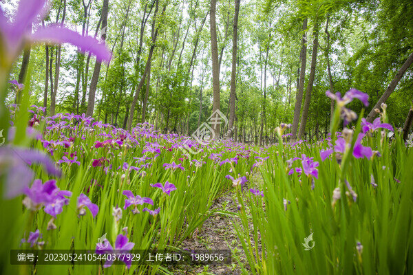 鮮花樹林背景