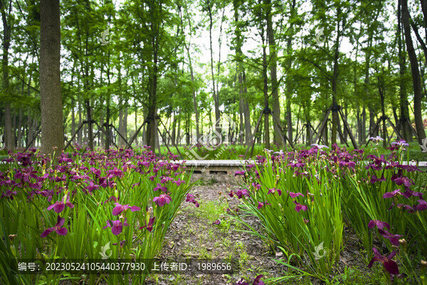 蝴蝶花