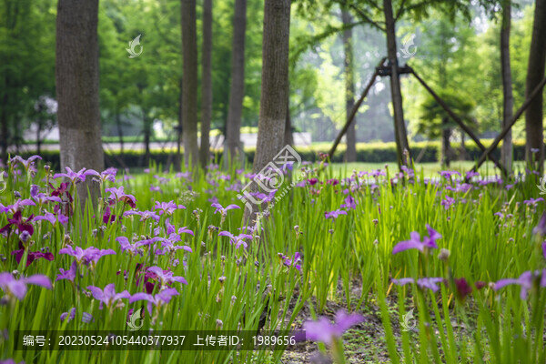 鮮花背景