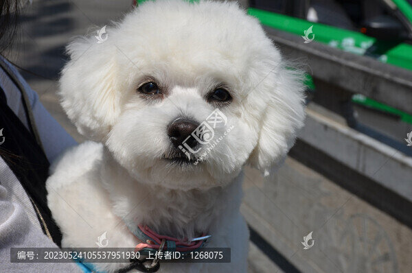 貓貓狗狗