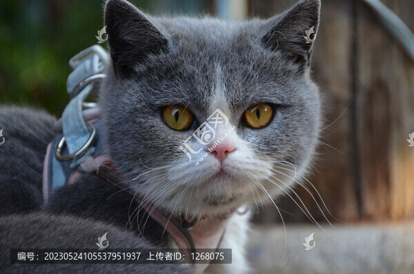 貓貓狗狗