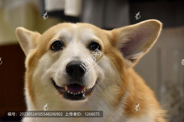 貓貓狗狗