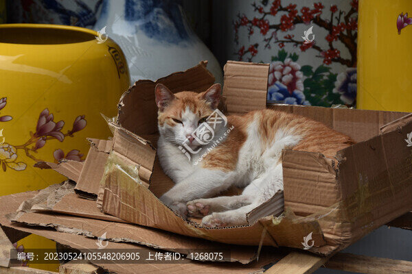 貓貓狗狗