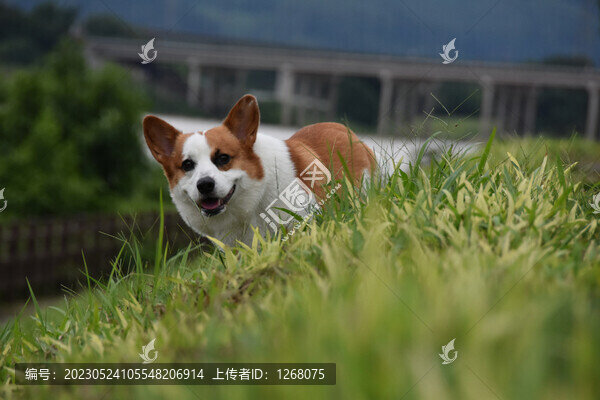 貓貓狗狗