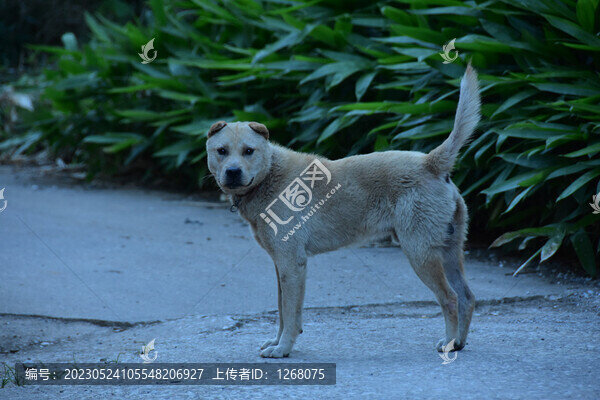貓貓狗狗