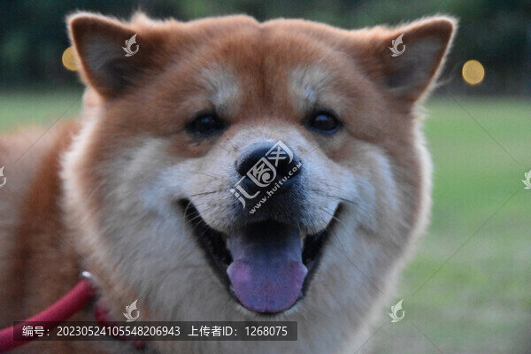 貓貓狗狗
