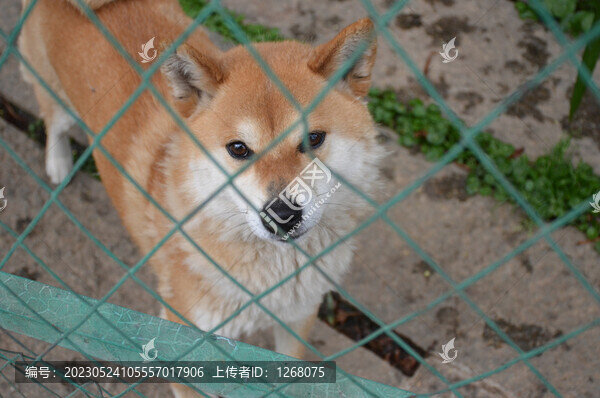 貓貓狗狗