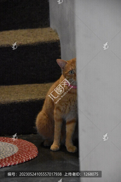 貓貓狗狗