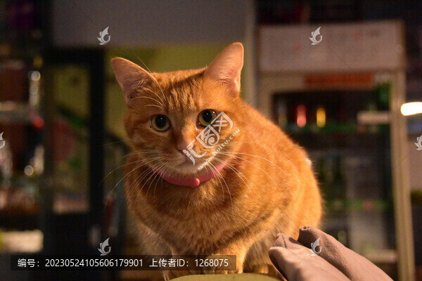 貓貓狗狗
